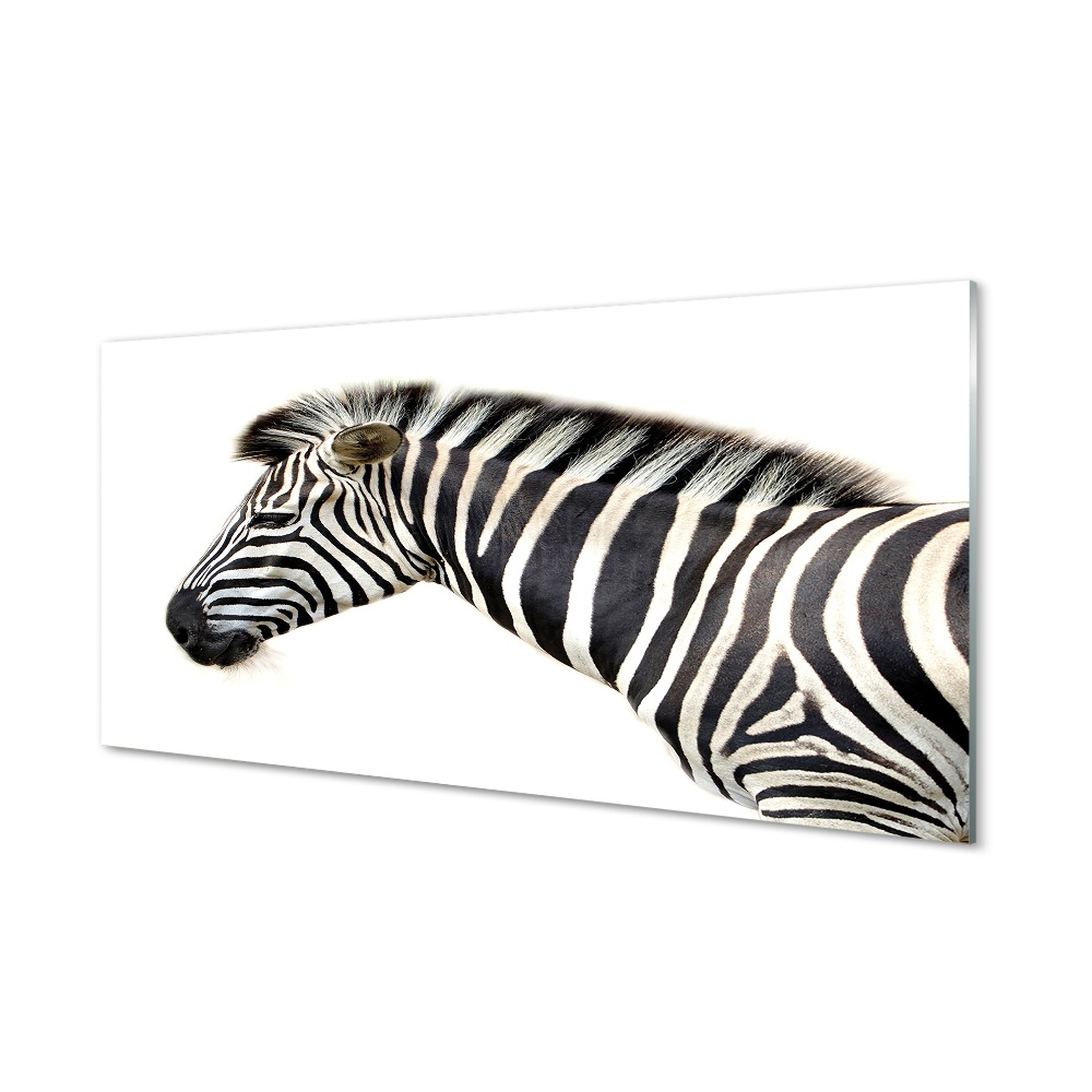 Skleneny obraz Zebra na bielom pozadí