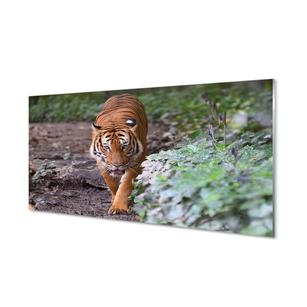 Skleneny obraz Tiger pri kríku