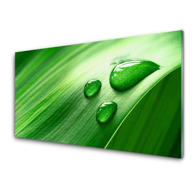 Skleneny obraz Listy Rosa Bodka