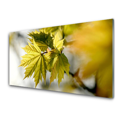 Skleneny obraz Listy stromu rastlina