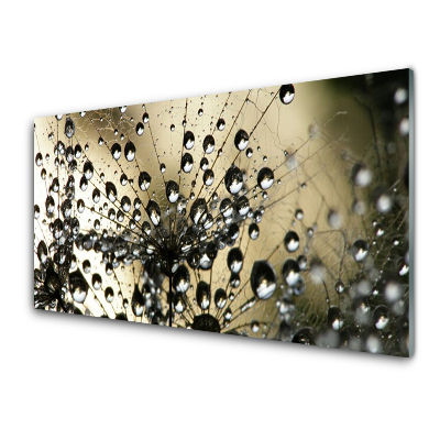 Sklenený obraz Púpava a rosa