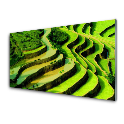 Skleneny obraz Ryžové polia Krajina