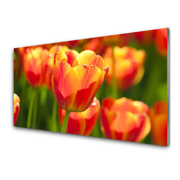 Obraz na skle Tulipány červené zblízka