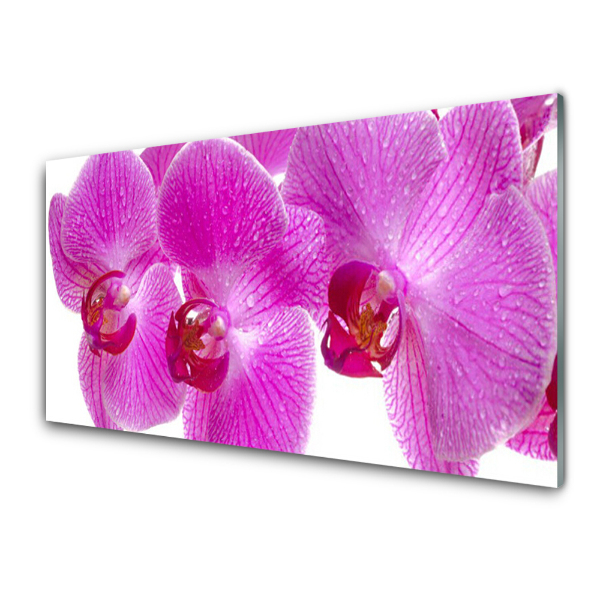 Skleneny obraz Záber zblízka na ružovú orchideu