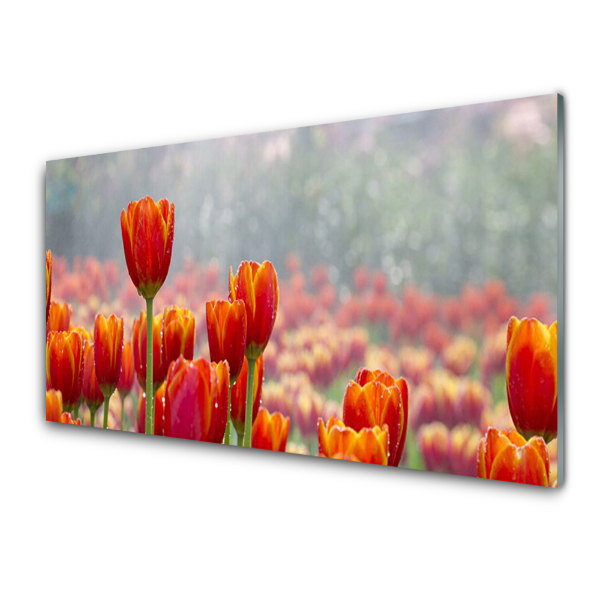 Sklenený obraz Pole červených tulipánov