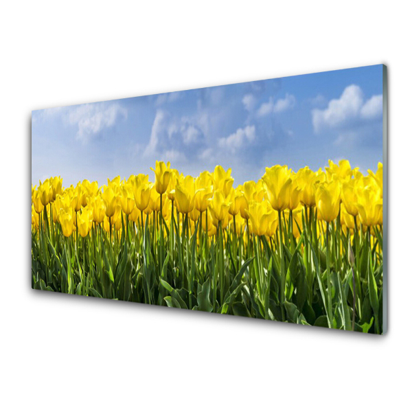 Skleneny obraz Pole žltých tulipánov