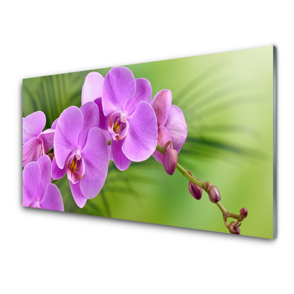 Obraz na skle Orchidea Orchidea zelené pozadie