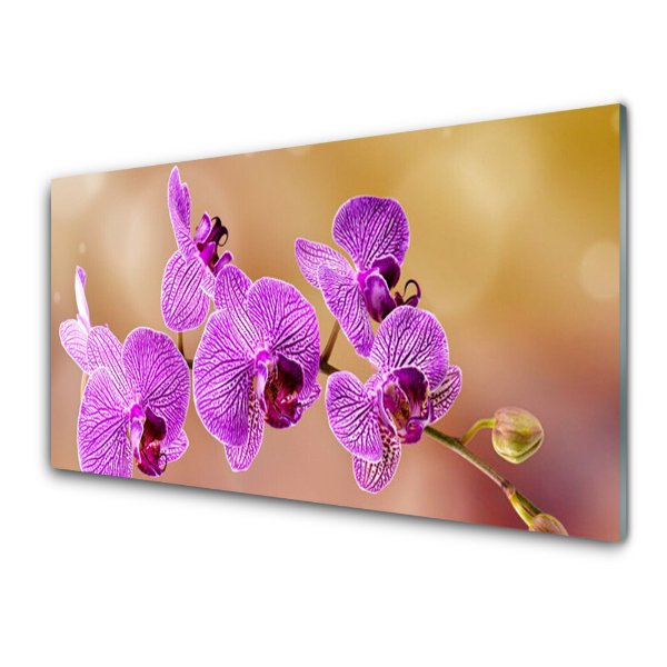 Sklenený obraz Orchidea ružová Stonky kvetov Príroda