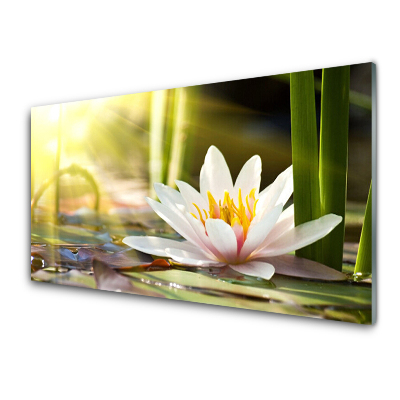 Skleneny obraz Vodná ľalia Kvetina Slnko