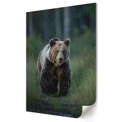 Plagát Grizzly v prirodzenom prostredí