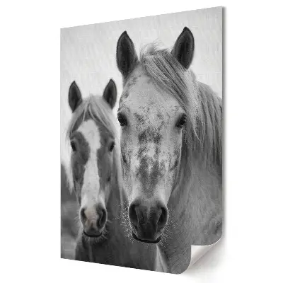 Plagát do obývačky Blízke stretnutie s koňmi v monochromatickom režime